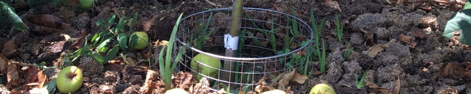 Not All Gopher Baskets Are Built The Same Gophers Limited Inc