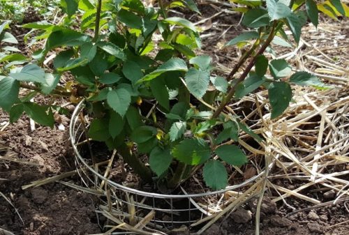 gopher basket planted in the ground with a plant in it