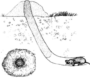 How to Trap Moles (DIY)