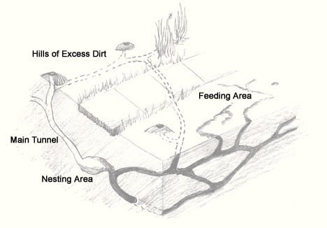 How to Trap a Mole Trapping Tips