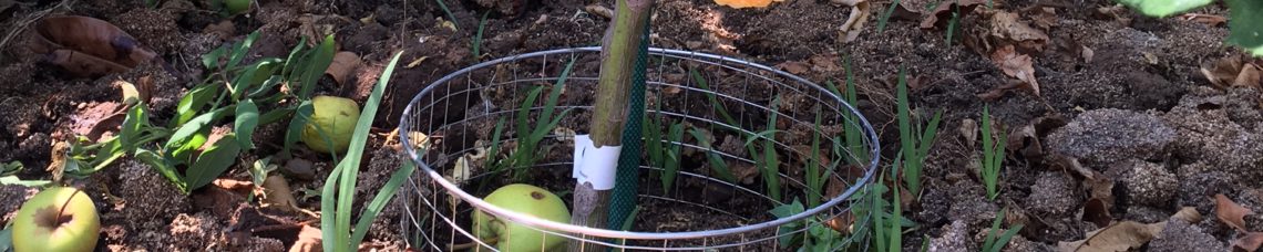 5 gallon gopher basket planted in the ground