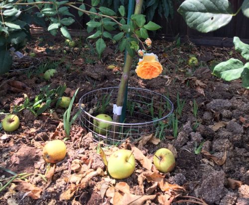 5 gallon gopher basket planted in the ground