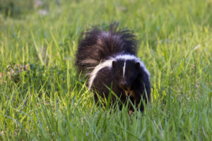 A closeup image of our furry smelly friend the skunk walking in tall grass. Skunk habits and solutions